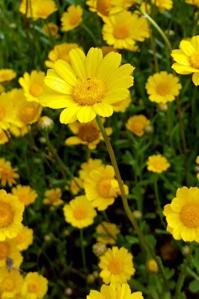 Chrysanthème des blés